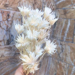 Dried Natural Flowers Branch