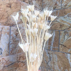 Dried Natural Flowers Branch