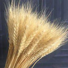 Decoration Wheat Ear Real Flowers