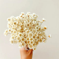 Mini Chamomile Bouquet Wedding Floral Arrangements