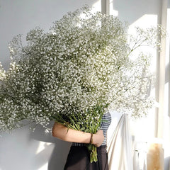 White Natural Baby's Breath Dried Gypsophila